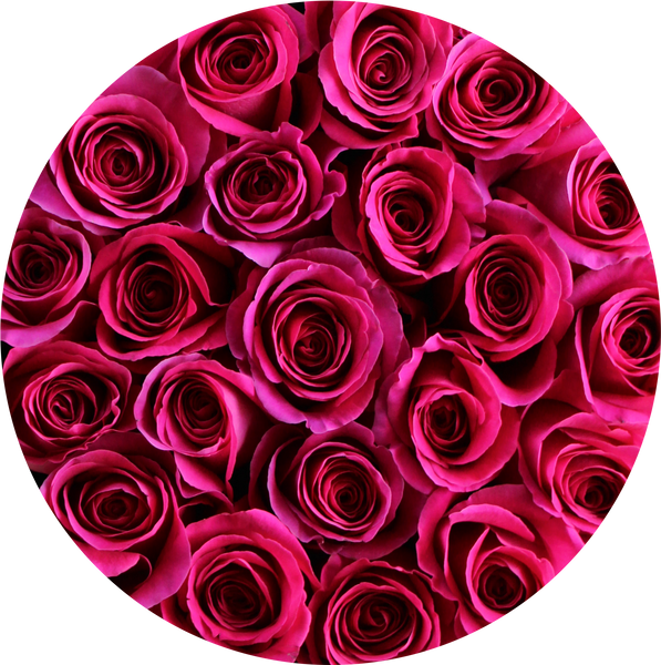 Hot Pink roses in round flower box - The Brilliant Roses
