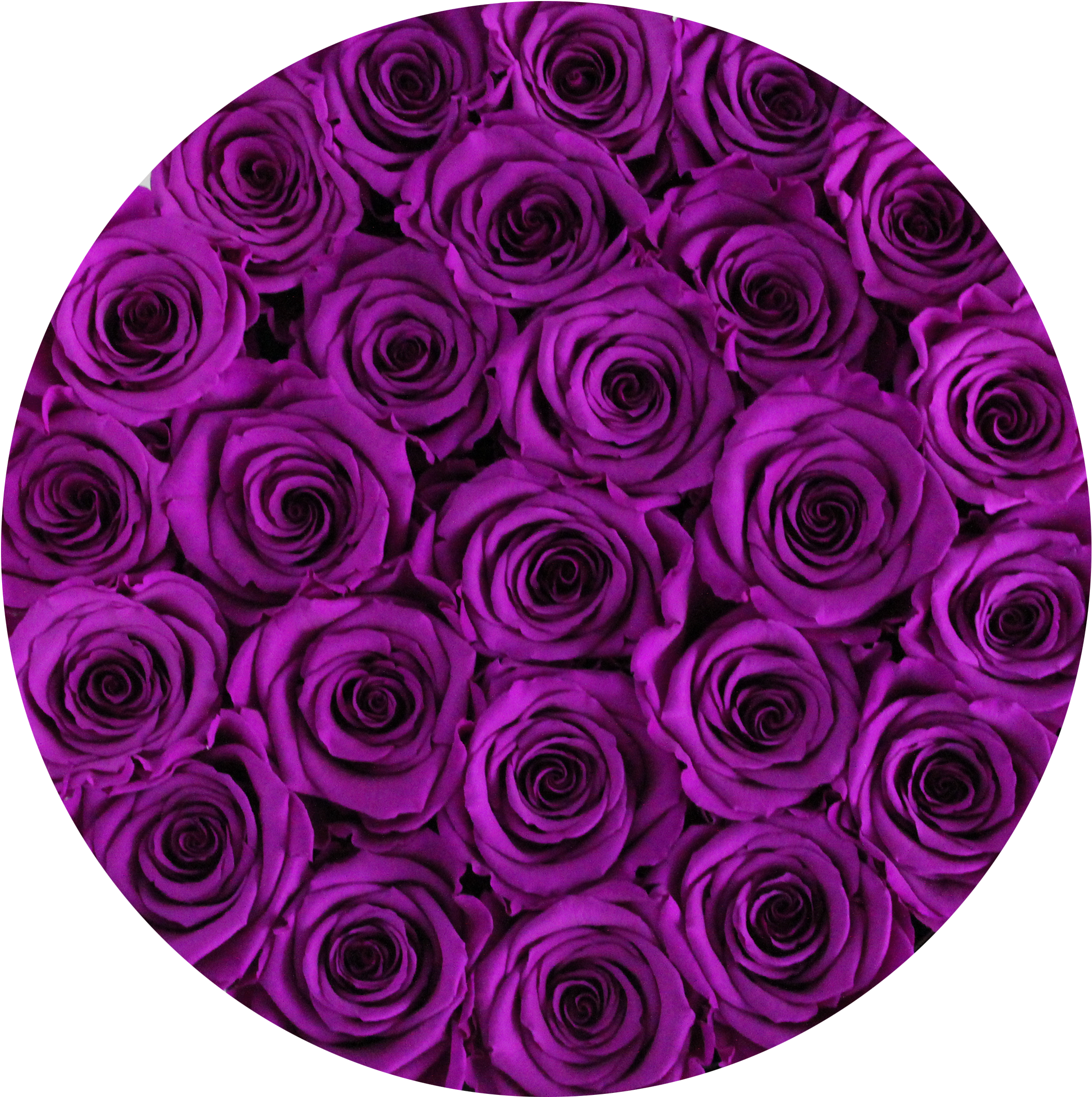 Eternity purple 2025