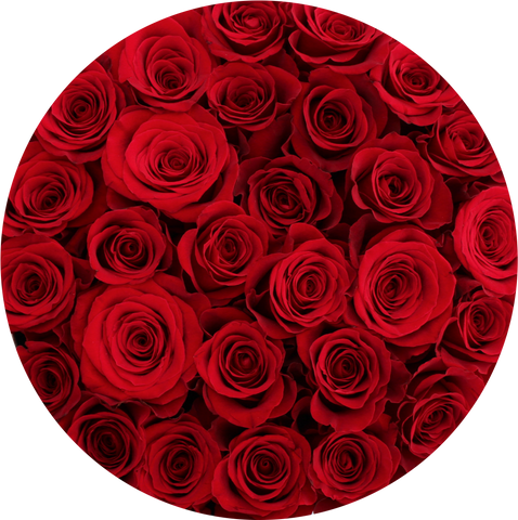 Roses in White round flower box