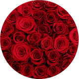 Red roses The Brilliant Roses fresh cut flower delivery Miami